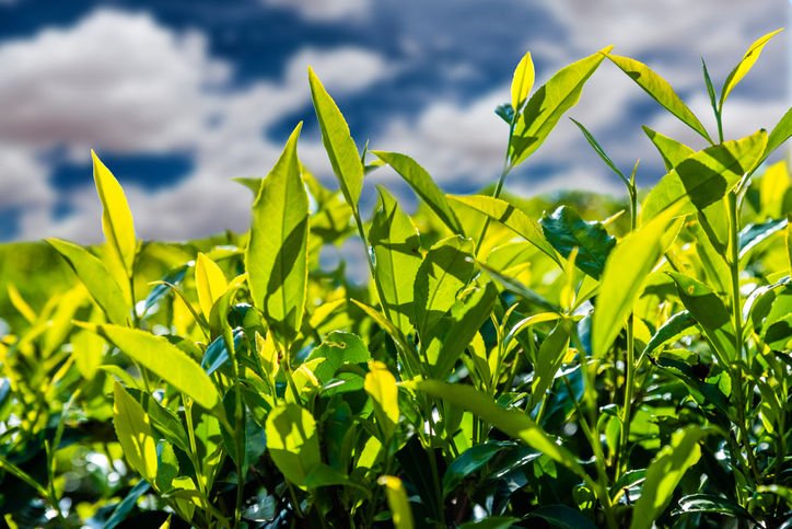 怎么快速消除毛囊炎,脸上老是长白头粉刺是不是毛囊炎