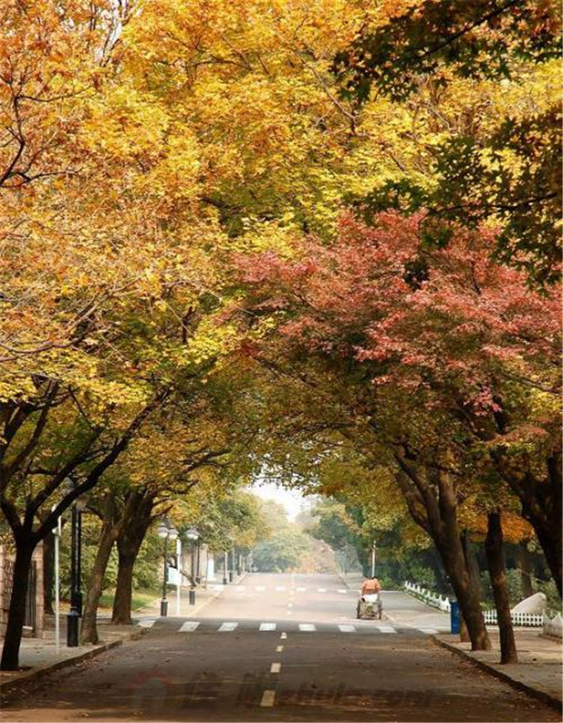 山东省11个5a级景区免费,山东景区排名前十名一日游