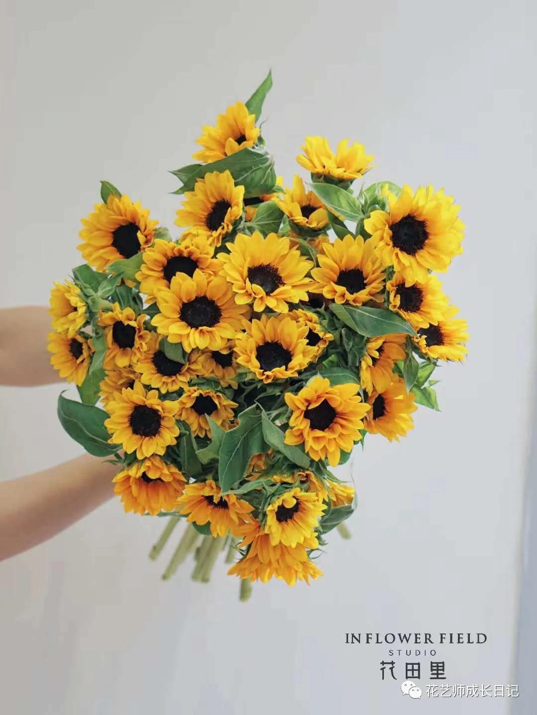 向日葵的高级搭配,每日一花百子莲