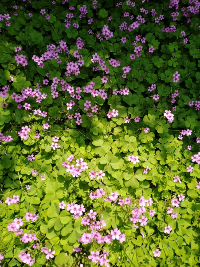 部编版七年级语文复习资料,部编语文七年级上册期中复习资料