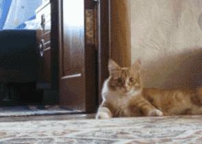 猫咪软便蹭屎怎么办吃点什么药,猫咪精神很好就是反复软便拉稀