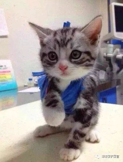 猫咪受伤要用什么药,猫咪受伤表现