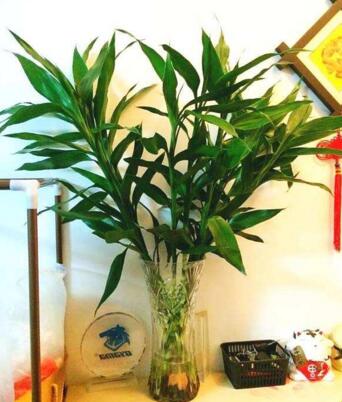 7种象征吉祥好运花,什么花好看又好养寓意好