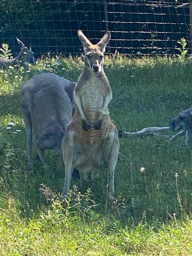 探访华盛顿动物园,波士顿公园周边游