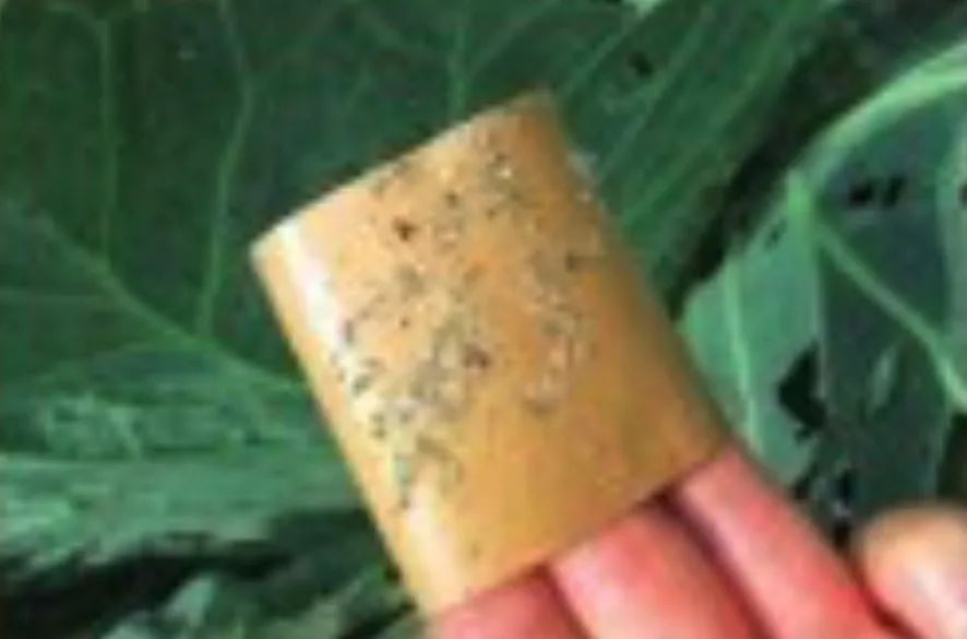 避蚜虫的防虫网,种菜防虫网能防蚜虫吗