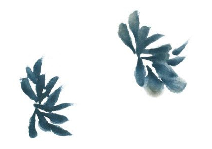 国画深秋篱菊风景写意,写意蓝菊花怎么画步骤图