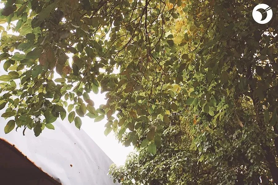 再见了，梨川肥婆…