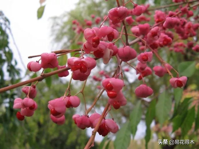 真果盆栽,结红色小果实的盆栽