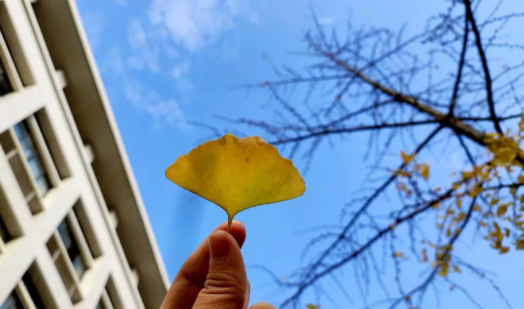 武汉职业技术学院校园风采,武汉职业技术学院风景
