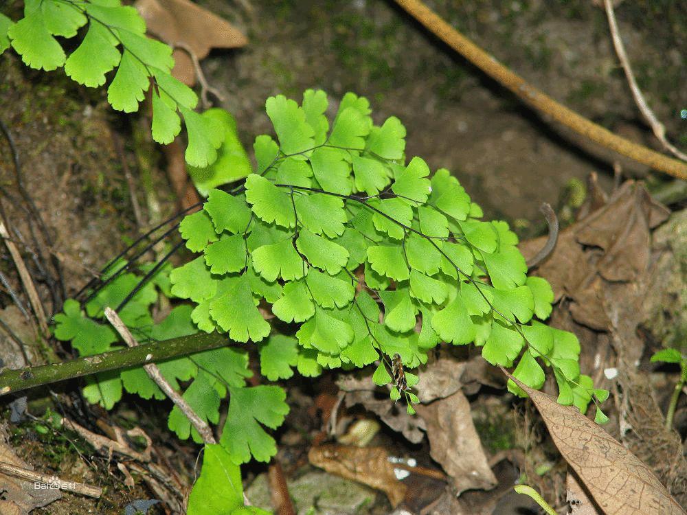 铁线蕨怎么养叶子更绿,铁线蕨怎么养好看图片欣赏