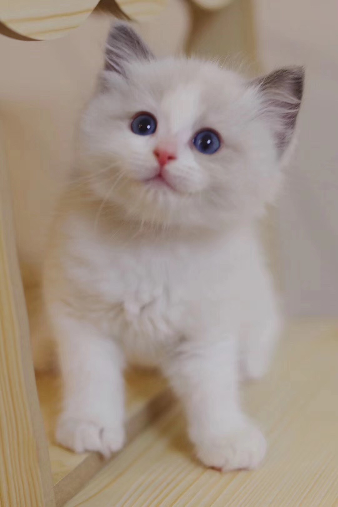 养猫需谨慎领养,养猫请慎重