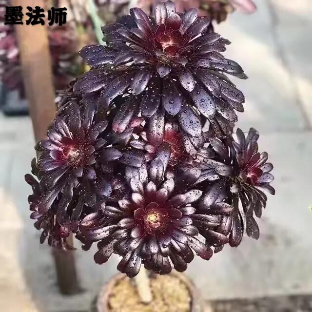 多肉法师韶羞现在能摘心吗,韶羞法师和荷兰玫瑰法师的区别