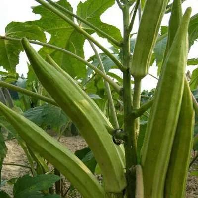 四季应季水果蔬菜,一年四季的时令蔬菜水果