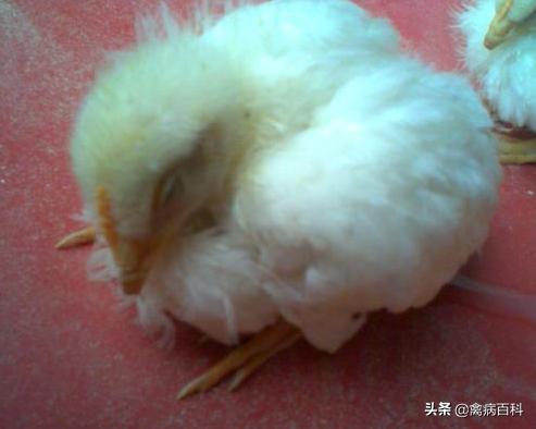 春季鸡鸭传染病,鸡鸭共同感染的传染病有哪些