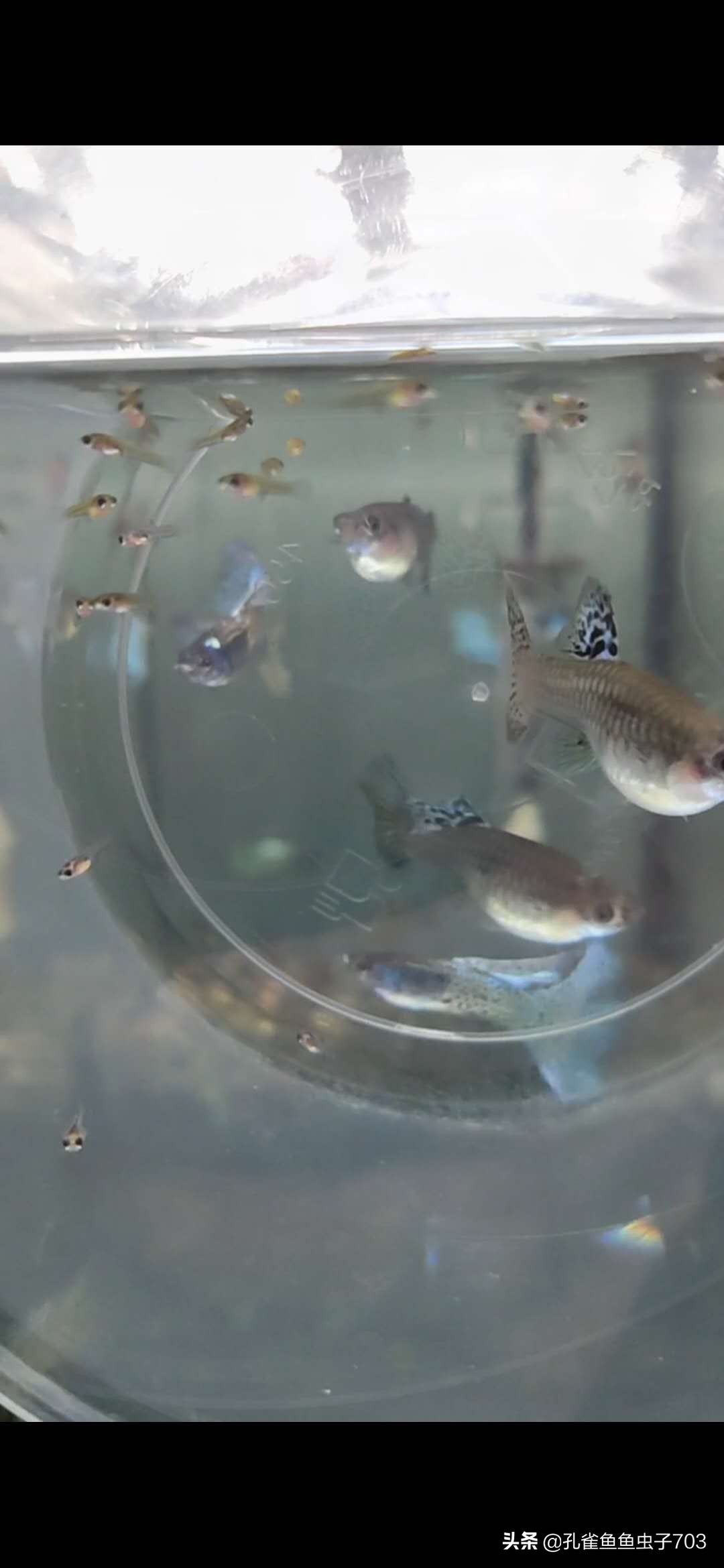 孔雀母鱼多久生一次,孔雀母鱼生一半不生了