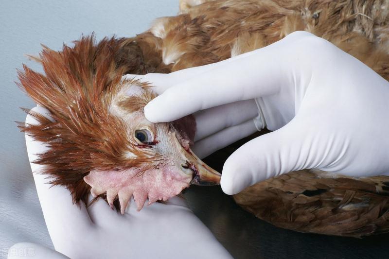 鸡拉黑粪便是怎么回事,鸡拉黑便是什么病