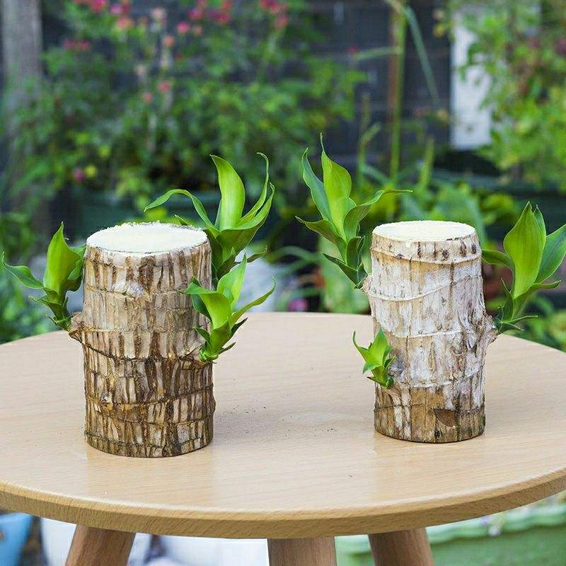 盆栽巴西木叶子长得慢,盆栽巴西木能养活吗