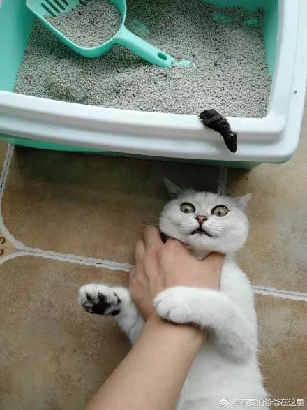 拉屎这么臭，姿势还这么骚，这些猫还真是猫界艾丽