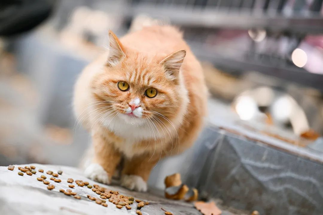 尼康z2470f4和24200选哪个好,尼康旗舰微单z9将问世中关村在线