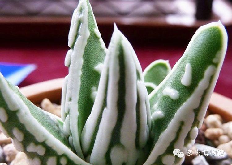天使之泪多肉老桩,天使之泪多肉状态图