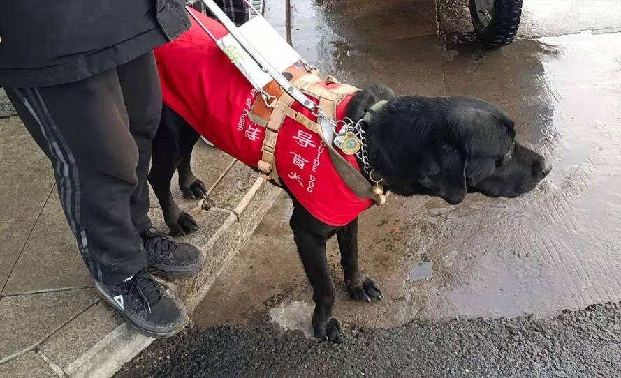 全国只有300多导盲犬,1700万盲人仅有200多只导盲犬