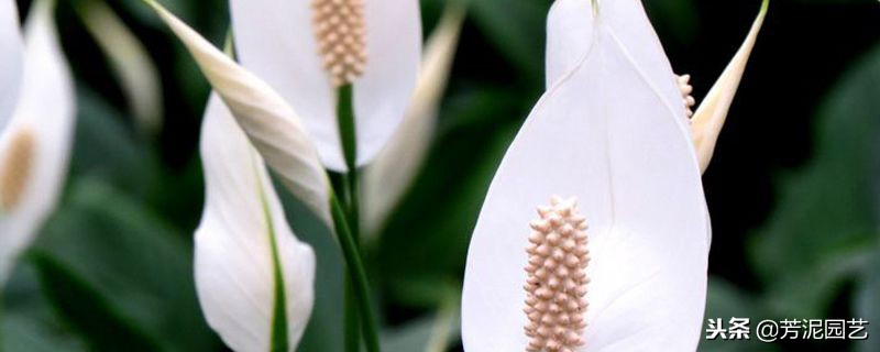 白掌冬季零下几度怎么养,白掌过冬时冻坏叶来年还能活么