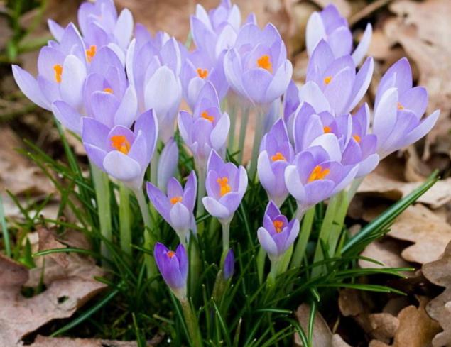 藏红花叫红桃吗,藏红花也叫西红花