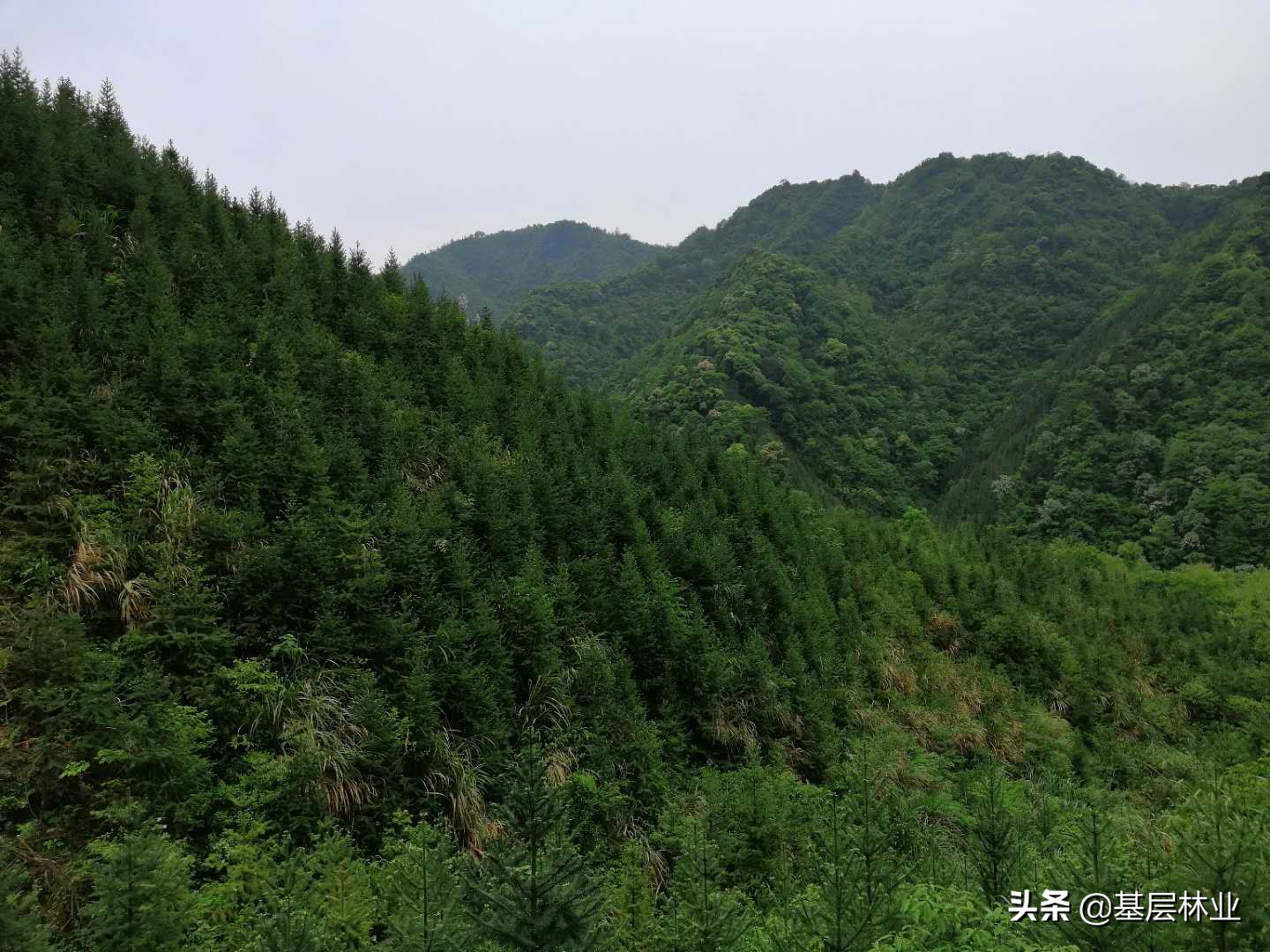 杉木速生丰产林生产量标准,杉木二代林如何优质丰产