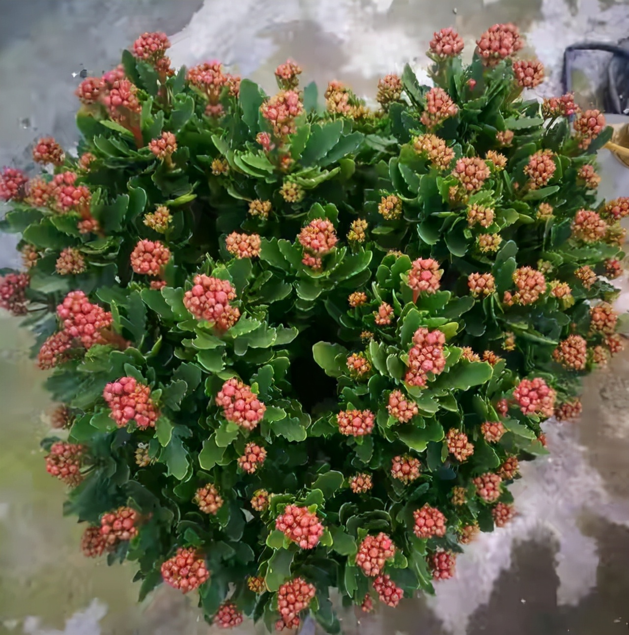 长寿花落蕾处理方法视频,长寿花打花苞