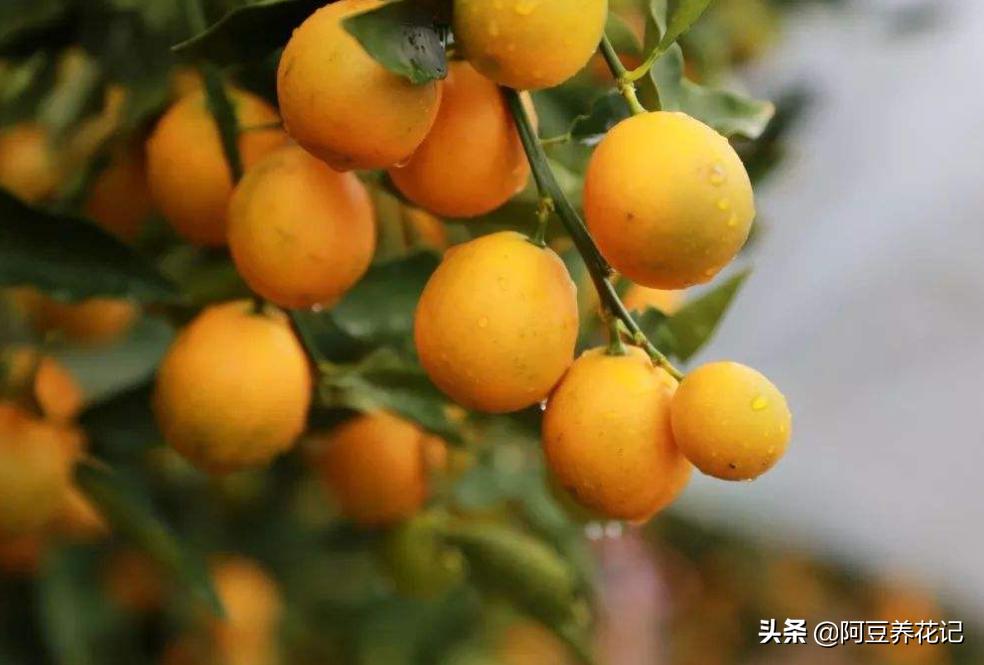 养了4年的金桔树为何不开花结果,盆栽金桔不修剪会怎么样