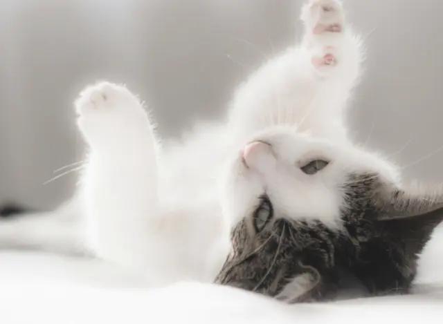 为什么母猫交配过程中撕心裂肺，而狗狗却静悄悄，本篇文章告诉你