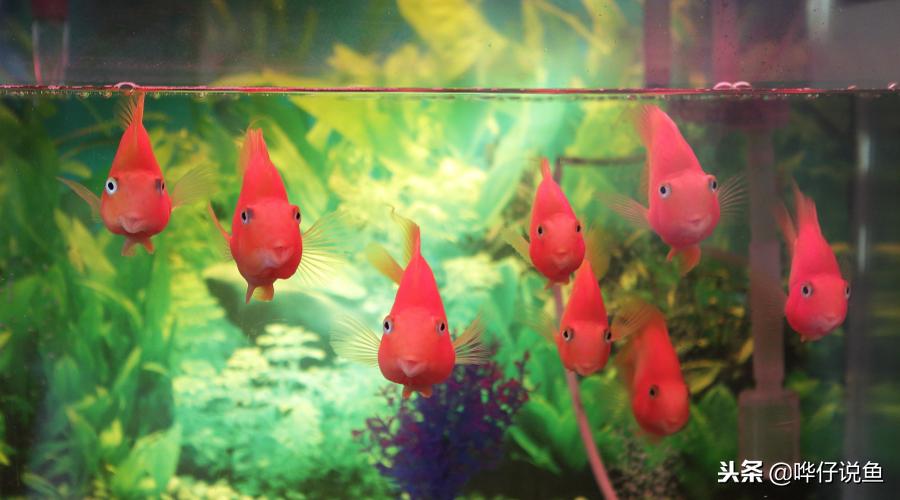 十大宠物鱼,宠物鱼排名前十的牌子