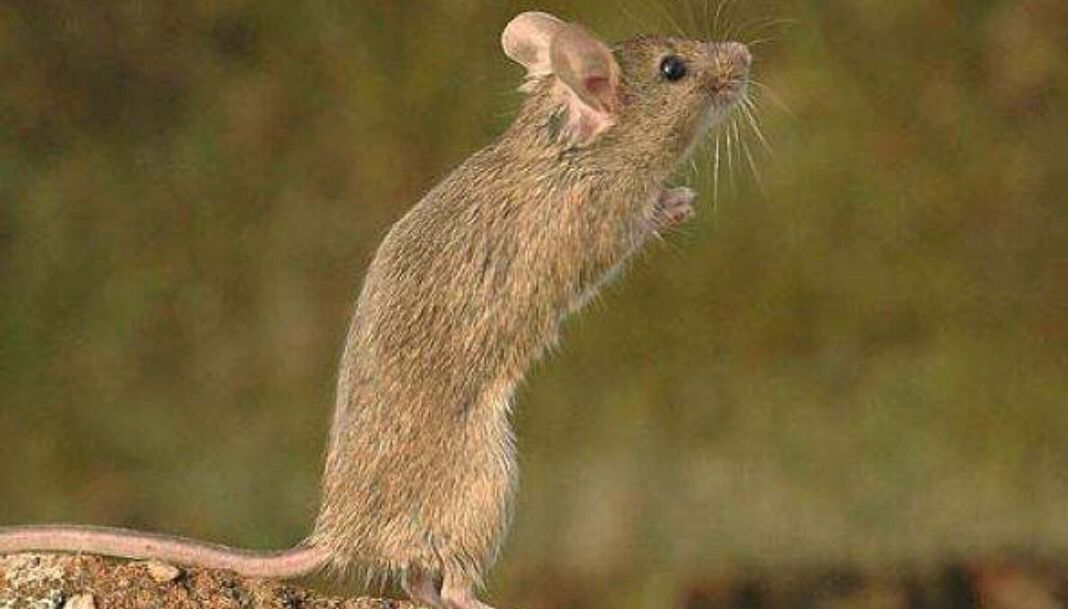 鲁迅朝花夕拾里仇猫原因,朝花夕拾中鲁迅仇猫的原因是什么