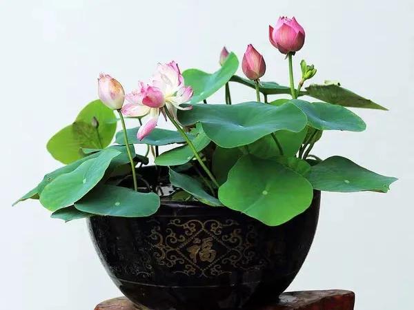 自家栽培微型观赏碗莲,迷你盆栽碗莲带花苞