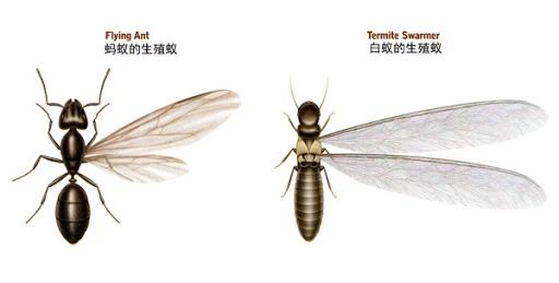 雨后爆发的飞蚁,靠超强繁殖苟了2亿年却沦为“优质蛋白来源”