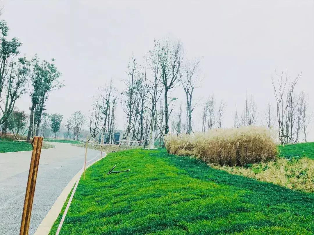 双流夜景必打卡之地,成都双流免费打卡景点