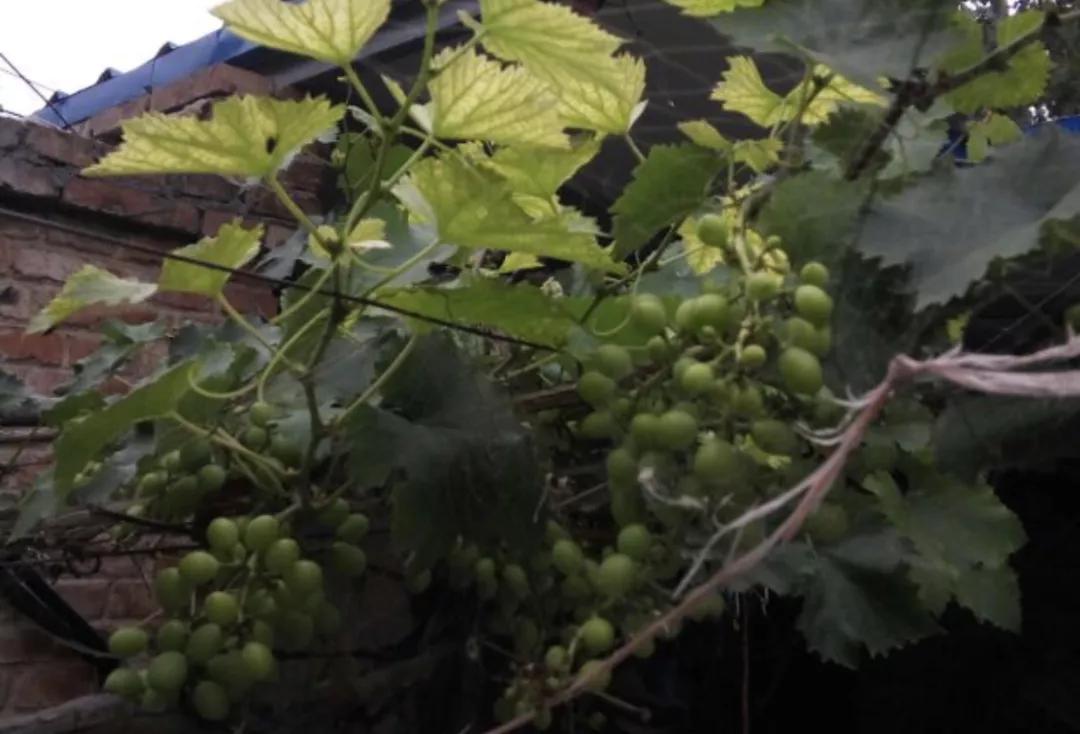 葡萄叶片缺铁怎么施铁,葡萄缺铁叶子有什么变化