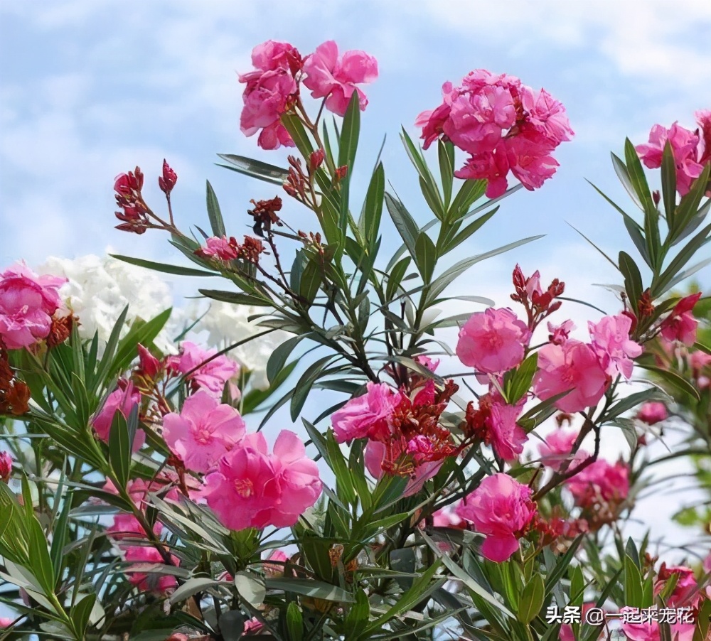 5种花不适合在室内种,5种花不吉利再喜欢也别养在室内