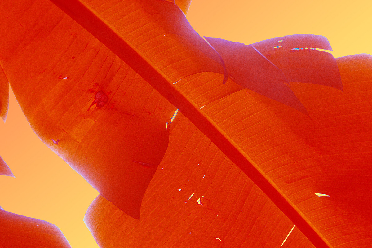 原来树叶也能这样拍,用这几个技巧树叶也能拍得这么美