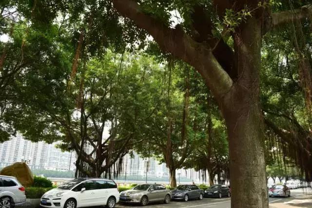 广州的这8个小岛，人少又免费，适合大小情侣的去处