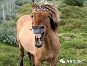 网球肘能自我恢复吗,网球肘病因的解剖学研究