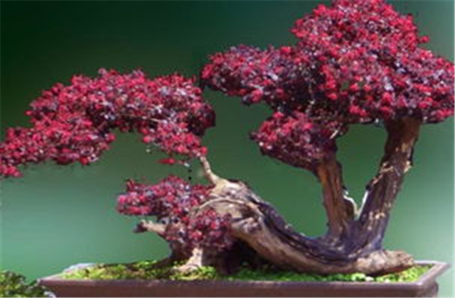 红檵木有多少种品种,檵木和红檵木的药用价值有啥区别