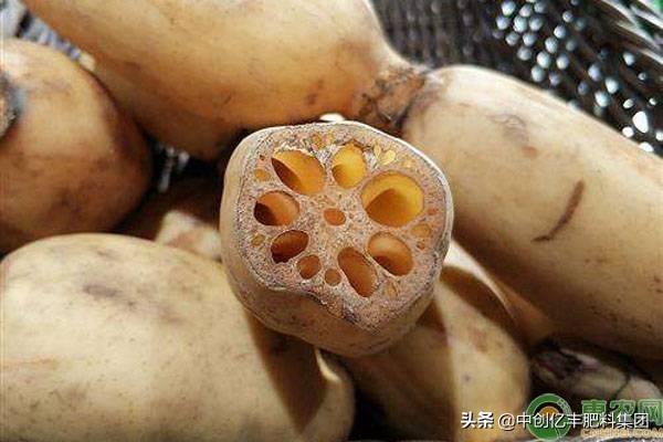 水缸里种植莲藕的方法,水缸里种植莲藕怎样施肥