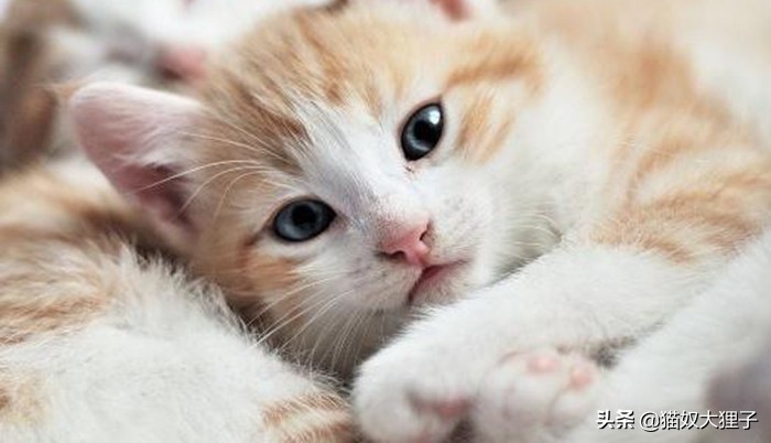 有泰迪养猫需要注意什么,家里有孩子养猫注意事项