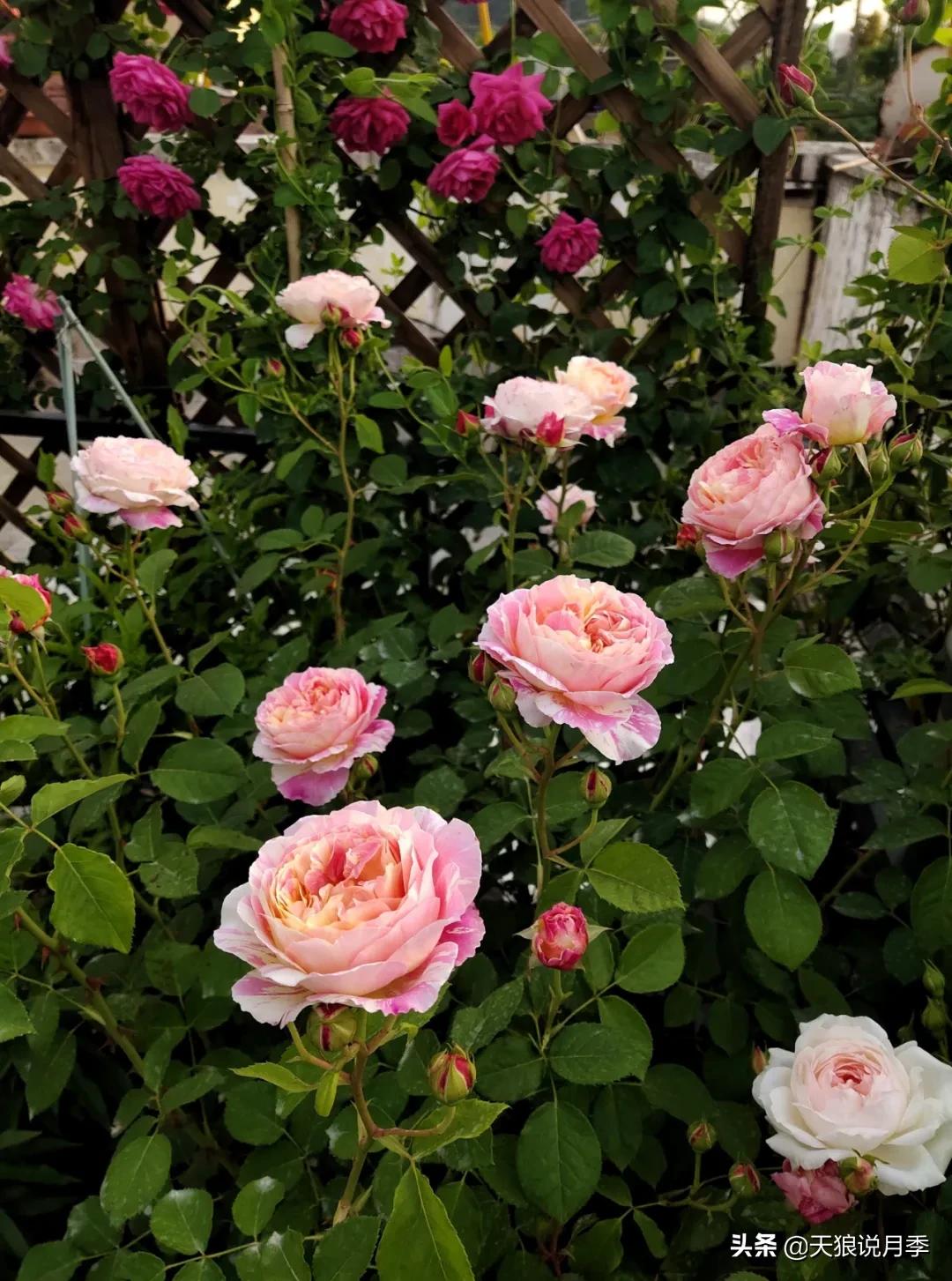 花友家的春花都开爆爆爆了，快来云赏花！（上）