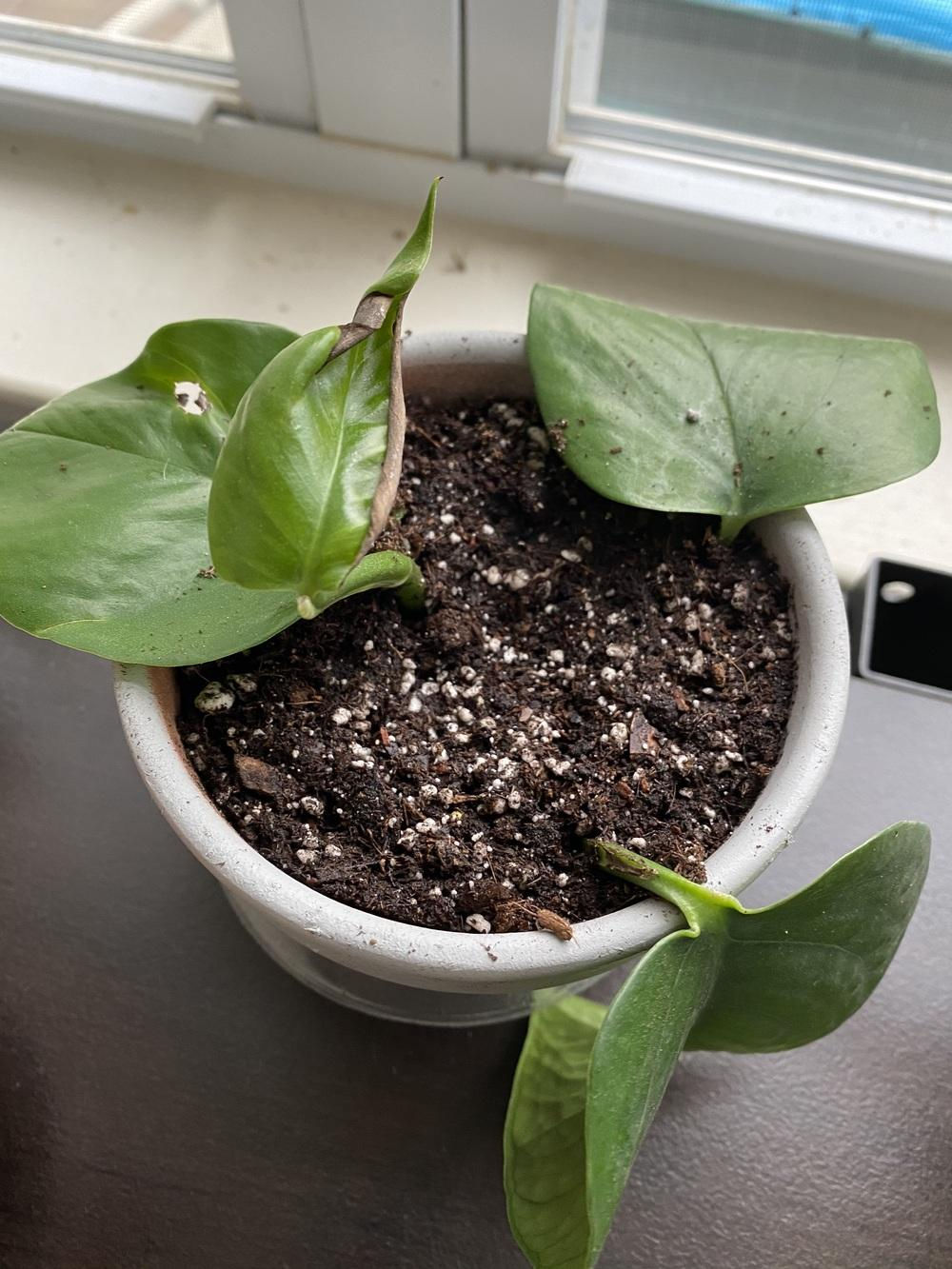 如何检测盆土酸碱性,检测花盆土壤干湿度的方法