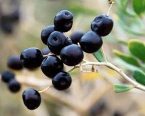 软黄金种植技术和收入,农村小伙种植黄金果年均收入50万