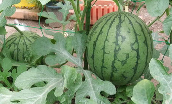 西瓜苗长得旺不结瓜是什么原因,大棚西瓜没结瓜长势旺盛视频素材