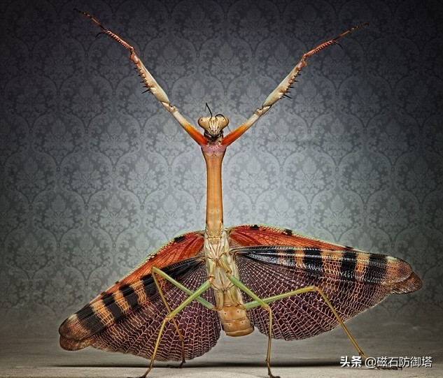 这个杀手不太冷里的leon,这个杀手不太冷里面的人