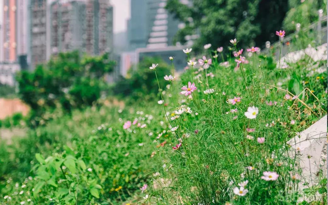 深圳市美美美,深圳最美免费水库